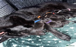 German Shepherd dogs for sale: German shepherd puppies  - Image 14