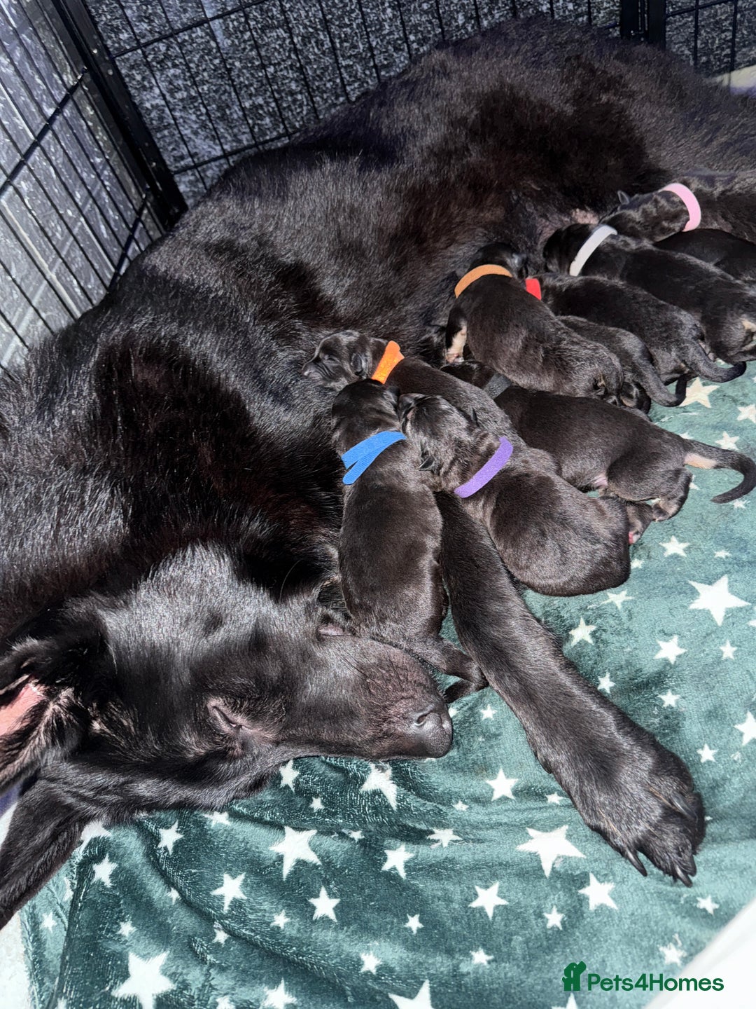 German Shepherd dogs for sale: German shepherd puppies  - Image 14