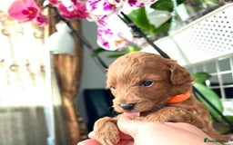 Maltipoo dogs for sale: Beautiful F1B Toy Size Maltipoo Puppies - Image 20