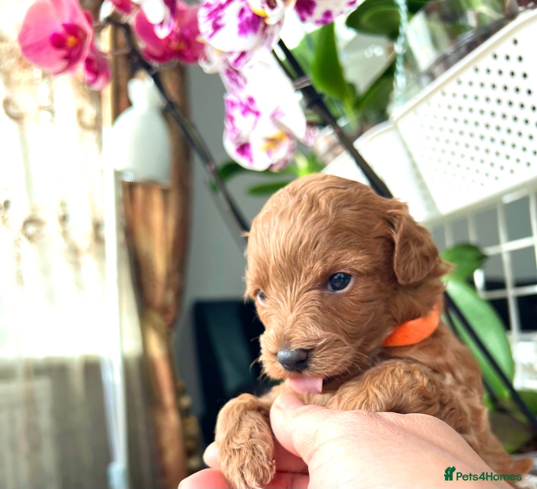 Maltipoo dogs for sale: Beautiful F1B Toy Size Maltipoo Puppies - Image 20