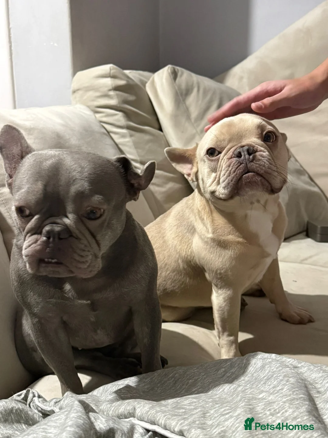French Bulldog dogs for sale: Two little french bulldogs  - Advert 2