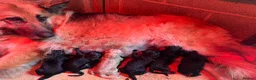 German Shepherd dogs for sale: Top Quality German Shephard Puppies - Advert 4