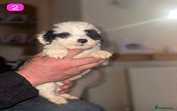 Cockapoo dogs for sale: Stunning F1B Cockapoo Puppies - Advert 9