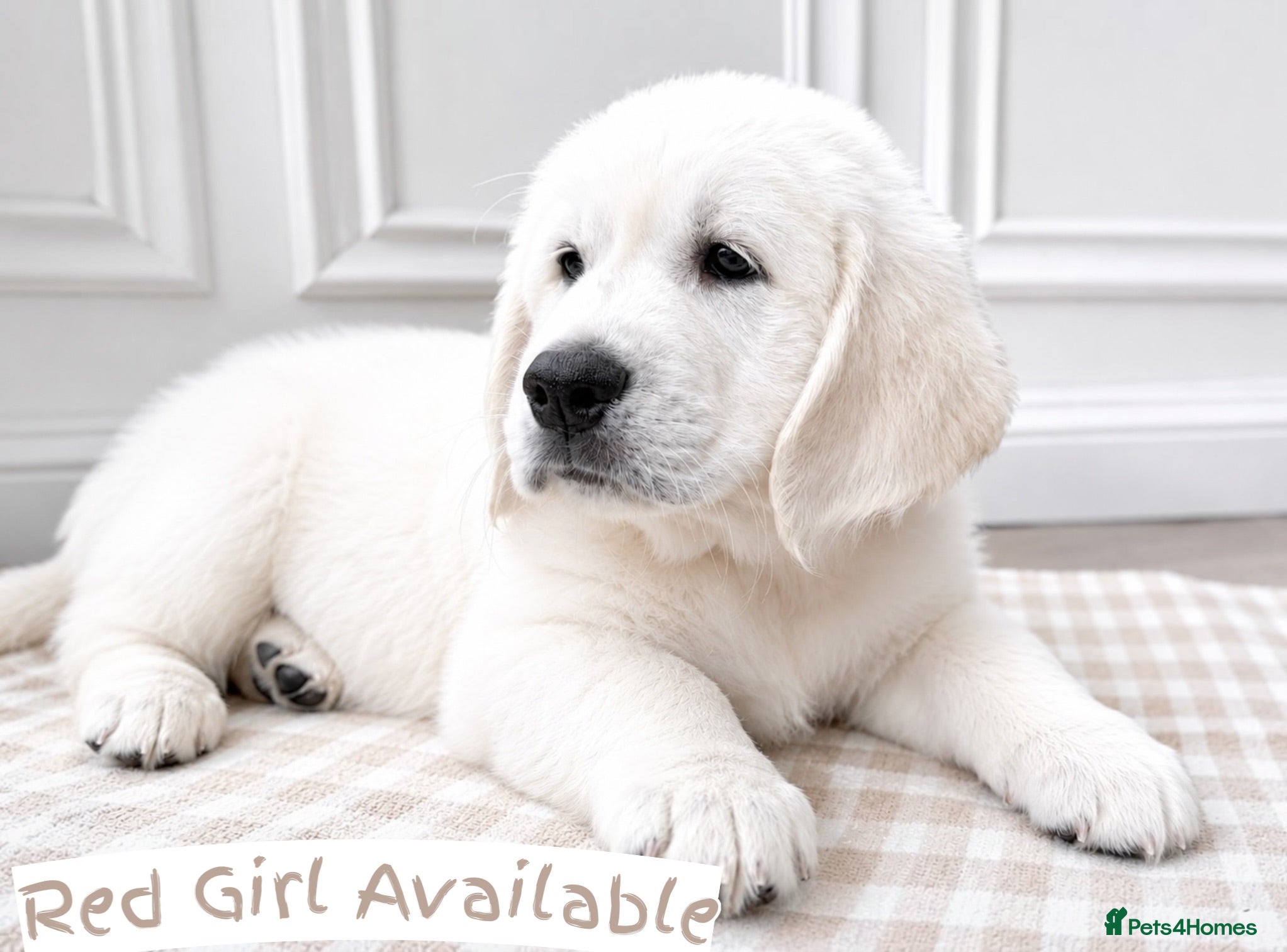 Golden Retriever dogs Championships ~ DNA tested ~ Old English Cream  - Advert 1