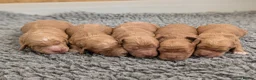 Cockapoo dogs for sale: Miniature F1 Cockapoo Pups, Health Tested Parents - Advert 6