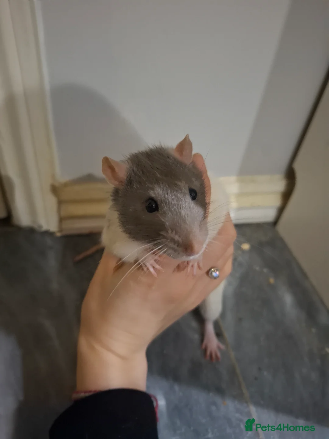 Rat rodents for sale: 3 male rats for sale - Advert 2