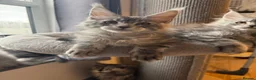 Maine Coon cats for sale: 🐾Three Beautiful Pedigree Maine Coon Boys🐾 - Advert 23