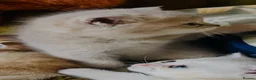 Scottish Fold cats for sale:  Kittens Ready for Their Forever Homes - Advert 12