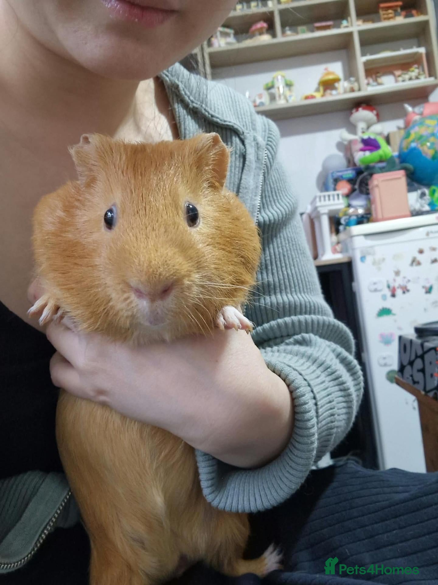 Guinea Pig rodents Orange guinea pig - Advert 1