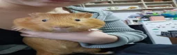 Guinea Pig rodents for sale: Orange guinea pig in London - Advert 1