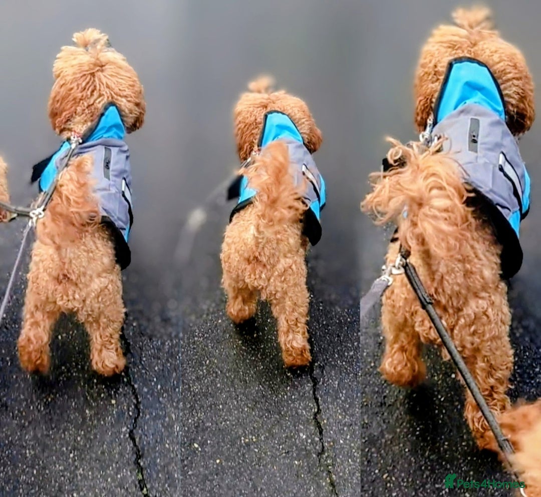 Yorkiepoo dogs for sale: GENUINE F1 YORKIEPOO PUPPIES  - Advert 16