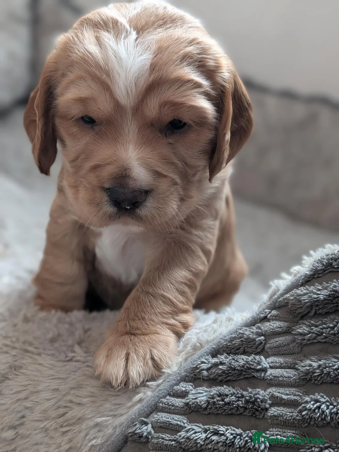 Cocker Spaniel dogs for sale: Working cocker spaniels in Barnsley - Advert 2