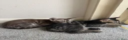 Bengal cats for sale: Last 2 bengal kittens - Advert 5