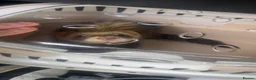 Ferret rodents for sale: Pet ferret in Bury - Advert 9