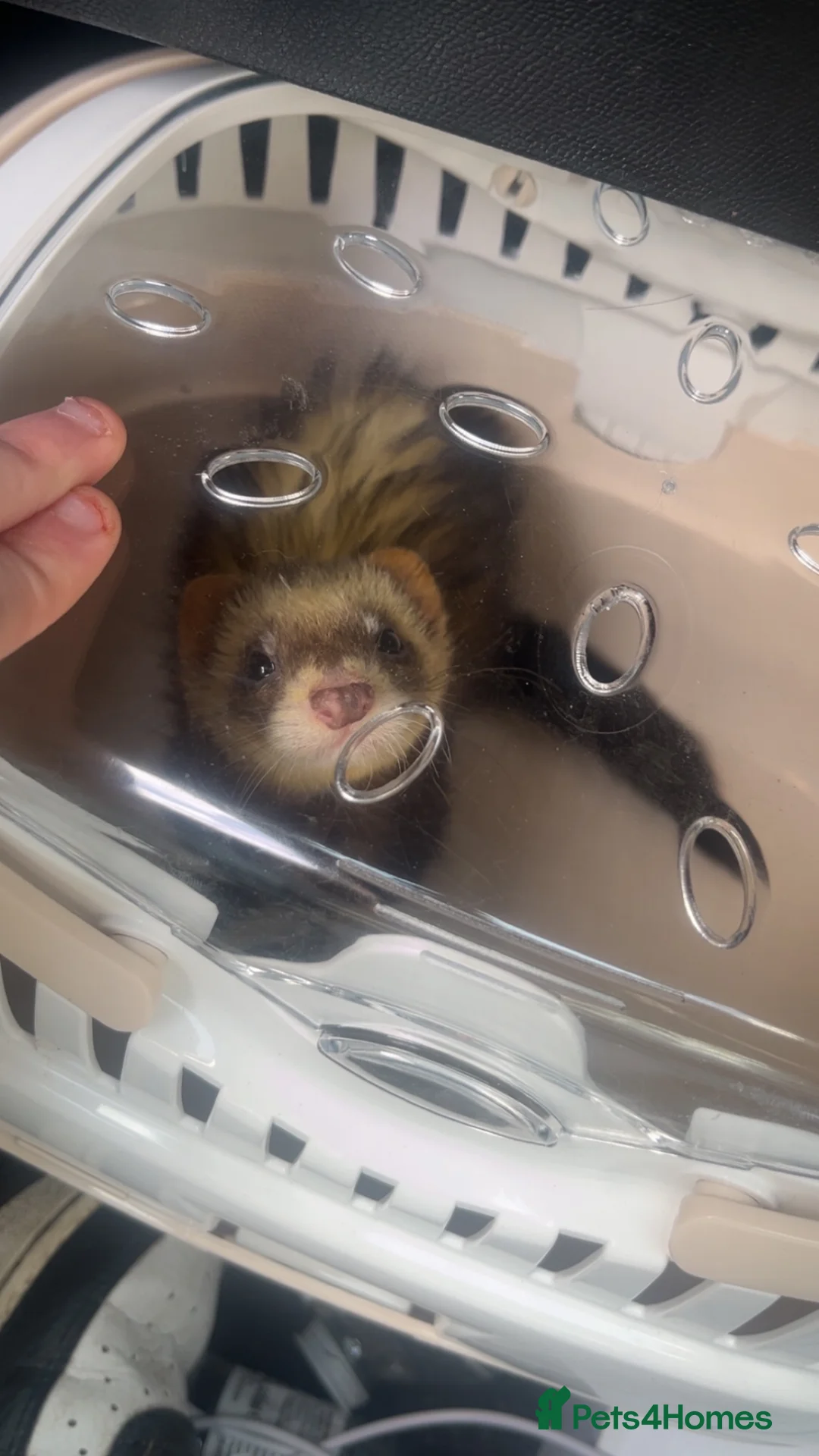 Ferret rodents for sale: Pet ferret in Bury - Advert 9