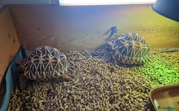Tortoise reptiles - Advert 8