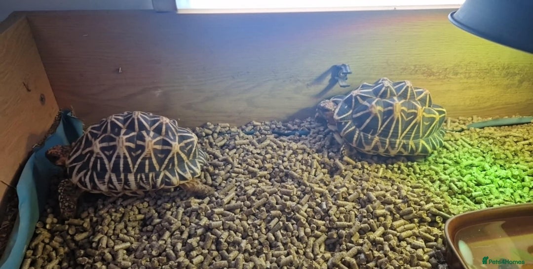 Tortoise reptiles for sale: Indian Star Tortoises  - Image 1