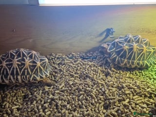 Tortoise reptiles - Advert 3