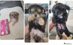 Morkie dogs for sale: Morkie puppies ready to leave  - Image 5