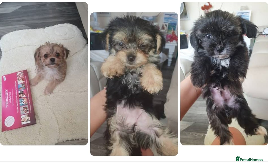 Morkie dogs for sale: Morkie puppies ready to leave  - Image 5