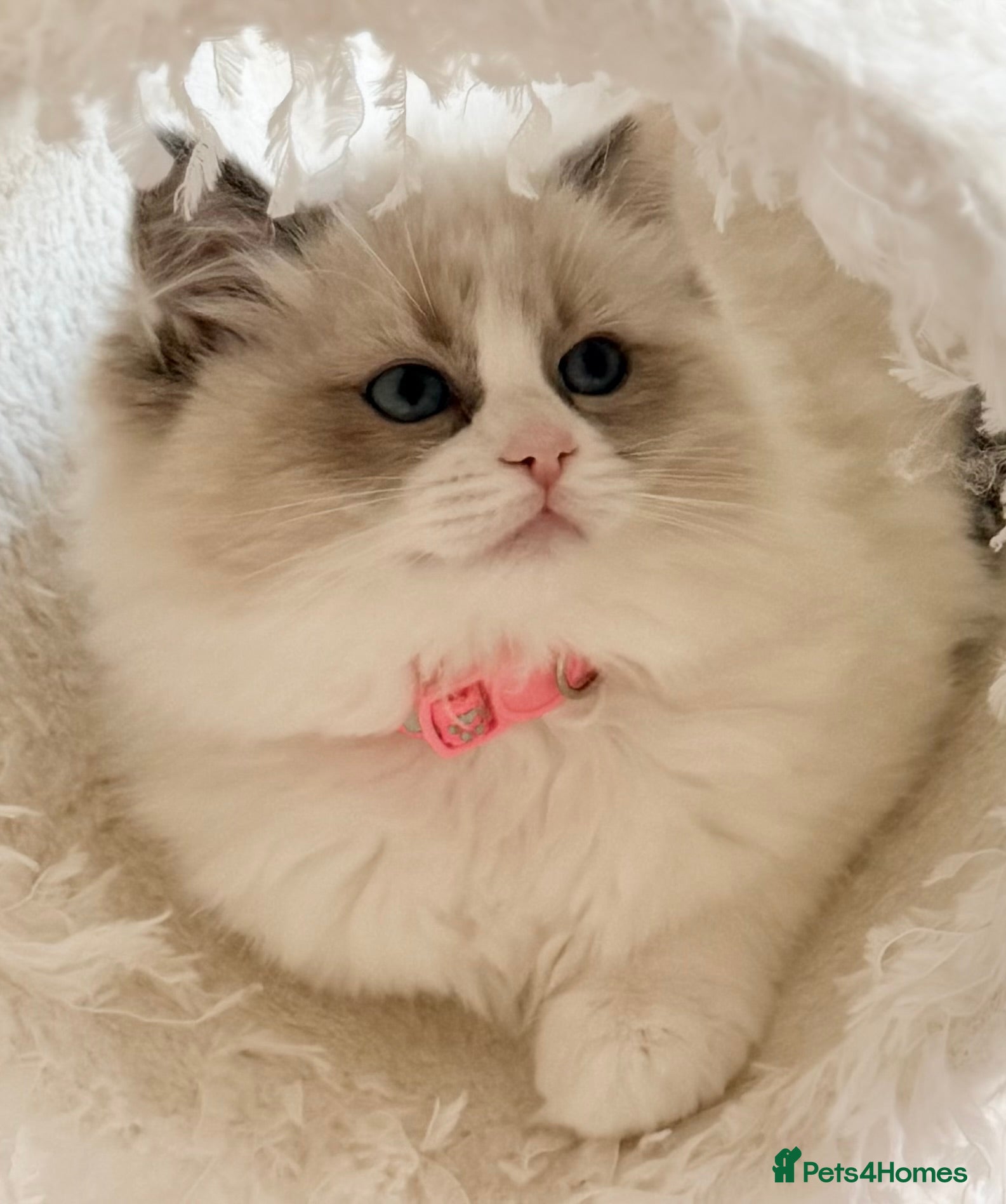 Ragdoll cats Stunning  Champion lines Ragdoll kittens  - Advert 2