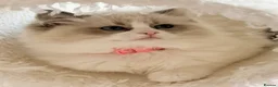 Ragdoll cats for sale: Stunning  Champion lines Ragdoll kittens  - Advert 7