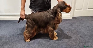Cocker Spaniel dogs - Advert 6
