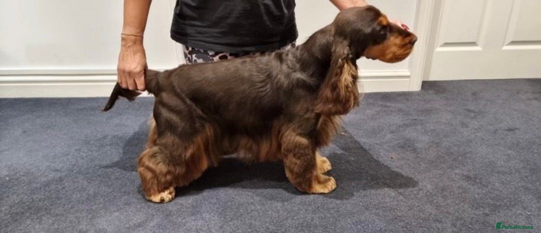 Cocker Spaniel dogs for sale: Show cockers champion bloodlines. simbawood lines. - Image 2