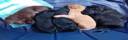 Cockerdor dogs for sale: ******Stunning cockedors****** - Advert 13