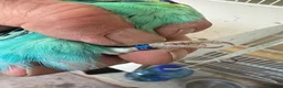 Budgerigars birds for sale: Budgies for sale  in Spalding - Advert 4