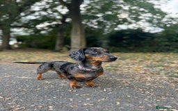 Miniature Dachshund dogs for sale: Loving Foster Home Wanted for My Loving Dachshund - Image 4
