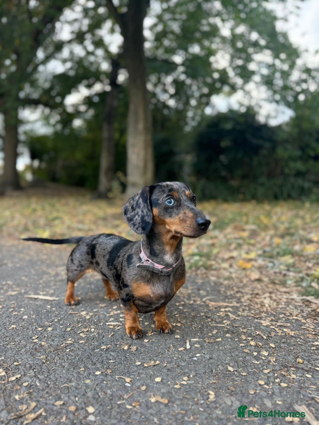 Miniature Dachshund dogs for sale: Loving Foster Home Wanted for My Loving Dachshund - Image 4