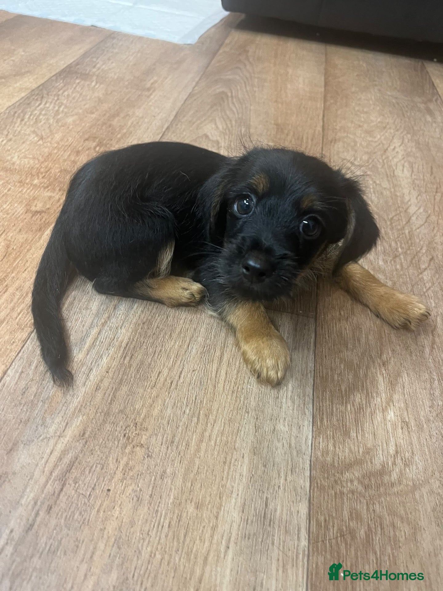 Mixed Breed dogs YorkiePoo Puppies For Sale - Advert 2