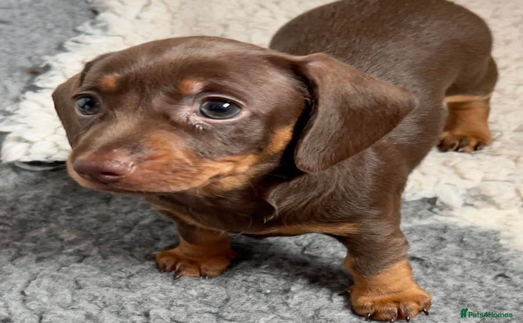 Miniature Dachshund dogs - Advert 2