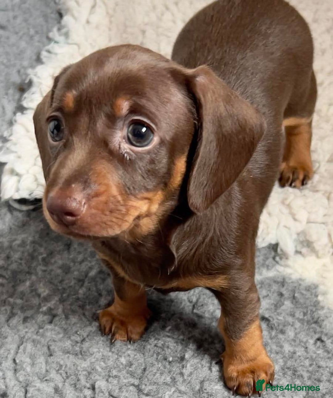 Miniature Dachshund dogs for sale: Mini Smooth Choc/Dapple & Choc/Tan Dachshund Pups - Image 2