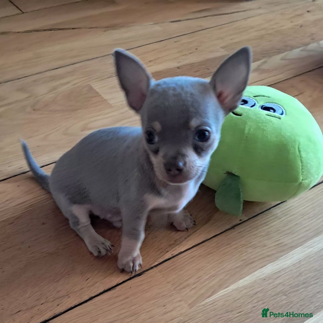 Mixed Breed dogs for sale: Beautiful Babies  - Advert 6