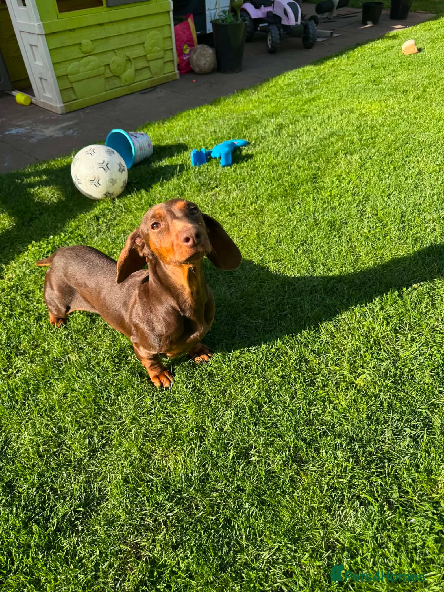 Miniature Dachshund dogs Miniature dachshund  - Advert 1