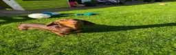 Miniature Dachshund dogs for sale: Miniature dachshund  - Advert 1