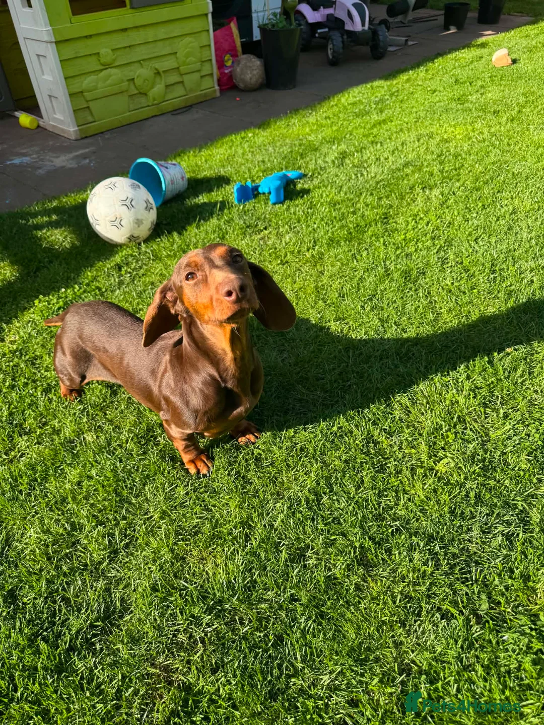 Miniature Dachshund dogs for sale: Miniature dachshund  - Advert 1