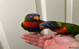 Lorikeets birds for sale: Hand Reared Stunning Rainbow Lorikeets  in Newcastle upon Tyne - Image 2