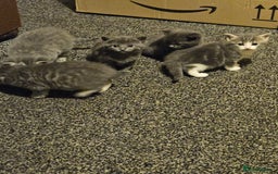 Mixed Breed cats for sale: My little bundle of joy  - Image 2