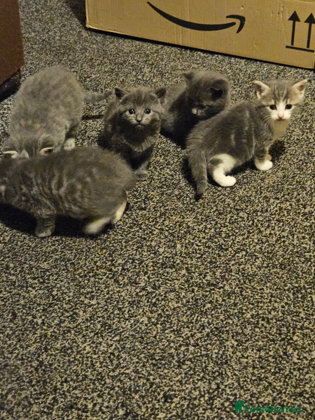 Mixed Breed cats for sale: My little bundle of joy  - Image 2