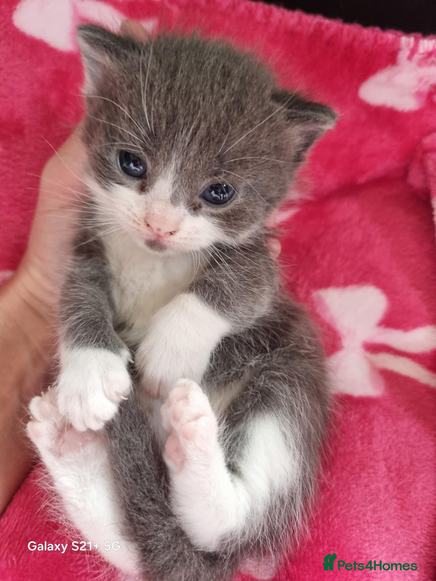 Mixed Breed cats Kittens  - Advert 17