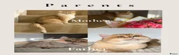 British Shorthair cats for sale: Beautiful GCCF Reg Golden Girl  - Advert 4