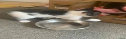 Domestic Shorthair cats for sale: Beautiful Black & Black/White Kittens Available in Colne - Advert 10