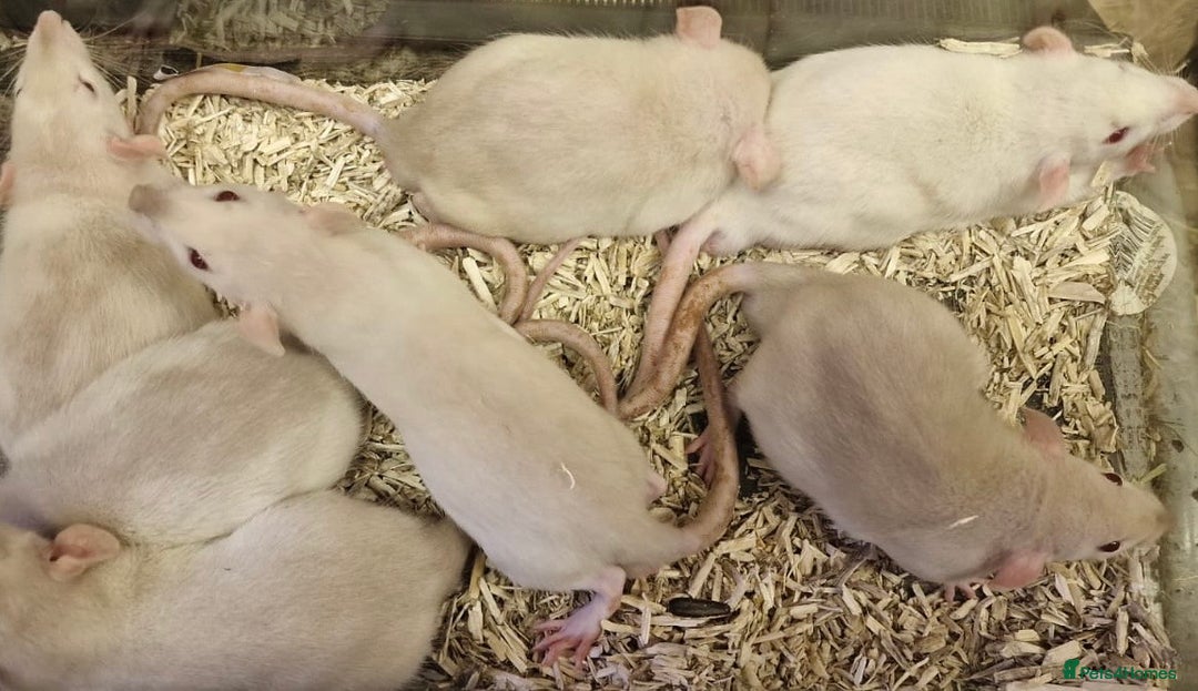 Rat rodents for sale: Very friendly baby rats, including dumbo Siamese  - Image 15