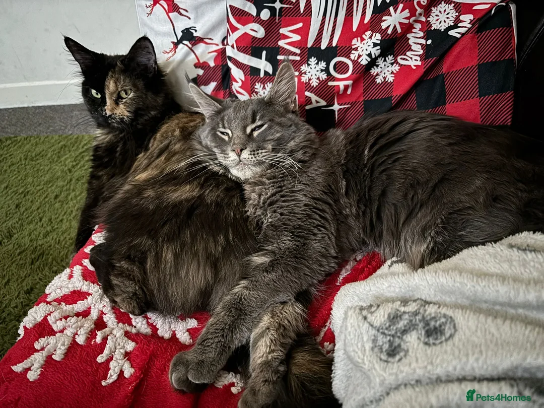 Maine Coon cats for sale: Maine Coon Kittens for Sale – Pure Cuteness! - Advert 1