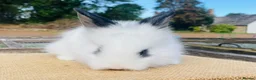 Lionhead rabbits for sale: Stunning double maned lionhead rabbits - Advert 9