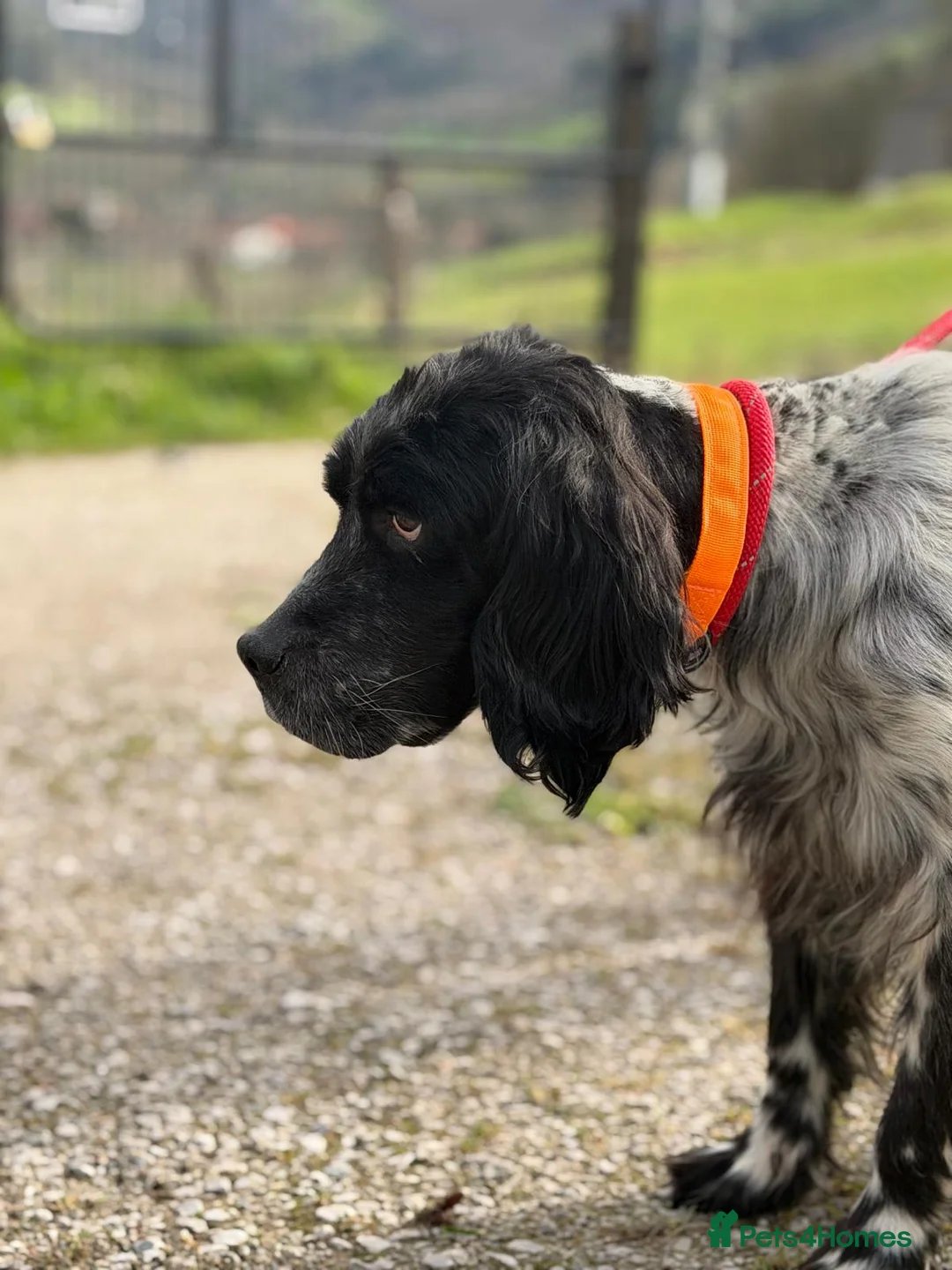 English Setter dogs for adoption: Bixkor - Advert 6