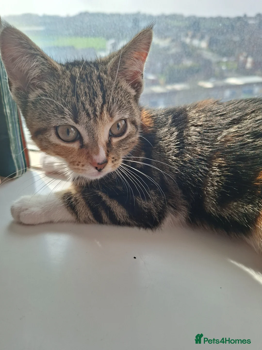 Mixed Breed cats for sale: Kitten  in Oldbury - Advert 2